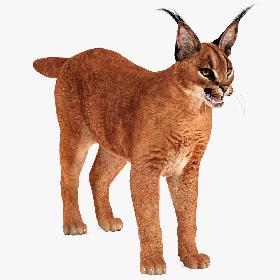 Caracal 3D
